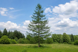 European Larch Tree