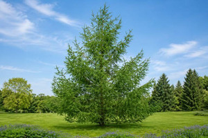 Japanese Larch Tree