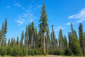 Western Larch Tree