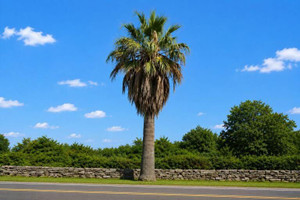 Desert Fan Palm Tree