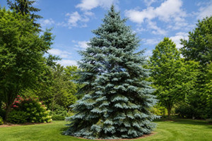 White Fir Tree