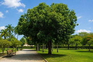 Sacred Fig Tree