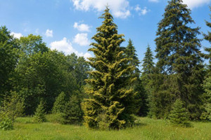Oriental Spruce Tree