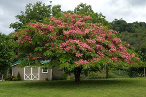 Red Shower Tree