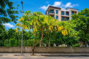 Golden Shower Tree