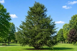 Cedar of Lebanon Tree