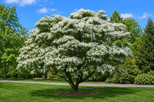 Chinese Fringe Tree