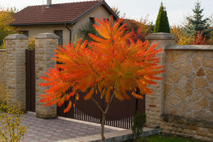 Smooth Sumac
