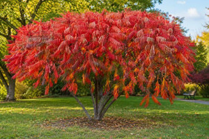 Staghorn Sumac Tree