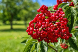Red Elderberry Tree