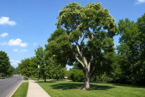 Japanese Pagoda Dogwood Tree