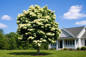 Japanese Lilac Tree