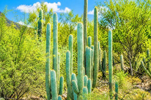 Blue Cereus Cactus