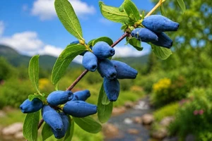 Honeyberry Shrub