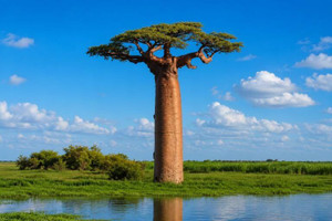 Baobab Tree