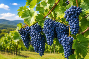 Common Grape Vine
