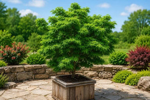 Dwarf Japanese Maple Tree