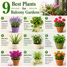9 Best Plants for Balcony Gardens