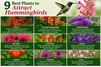 9 Best Plants to Attract Hummingbirds