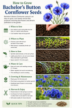 How to Grow Bachelor's Button Cornflower Seeds