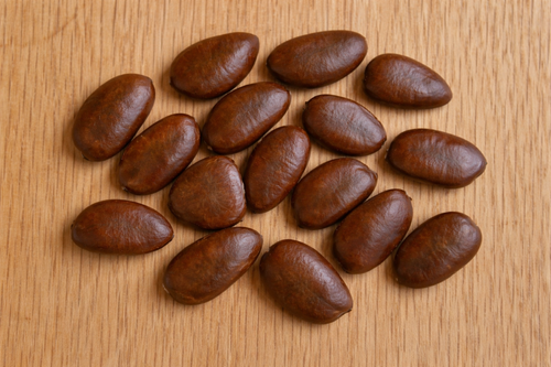 PawPaw Tree Seeds