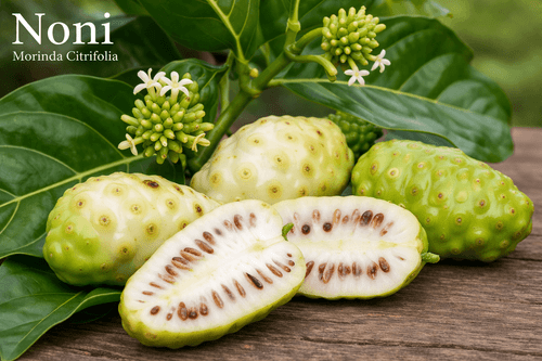 Noni Tree Seeds