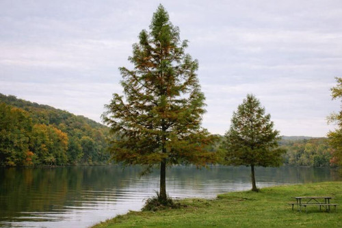 Common Bald Cypress Tree