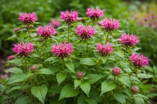Bee Balm Herb