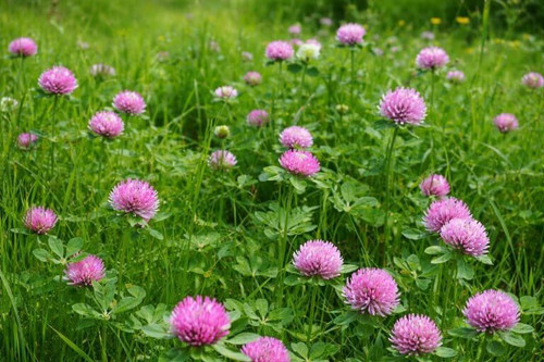 Strawberry Clover