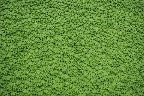Micro Clover