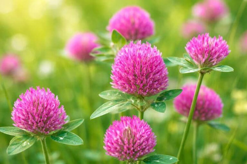 Medium Red Clover