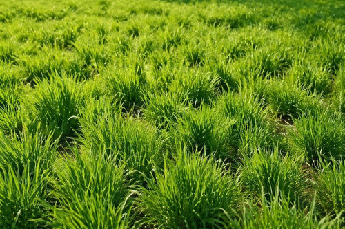 chewings fescue grass seeds