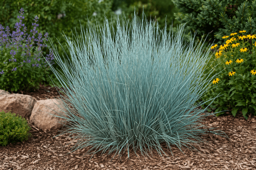 Little Bluestem Grass Seeds