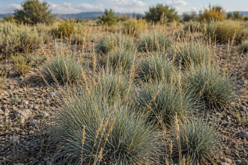 Sheep Fescue Grass