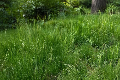 Hard Fescue Grass Seeds
