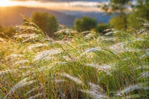 Canada Wild Rye Grass Seeds