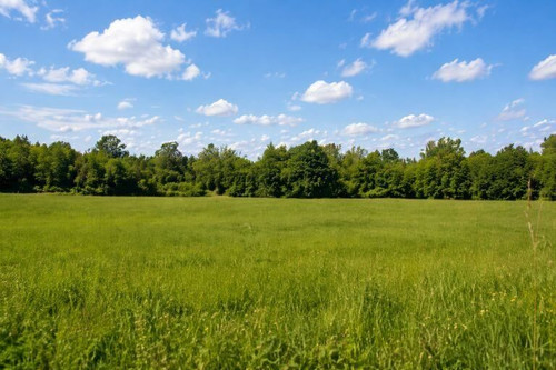 Southeast Native Grass Seeds Mix