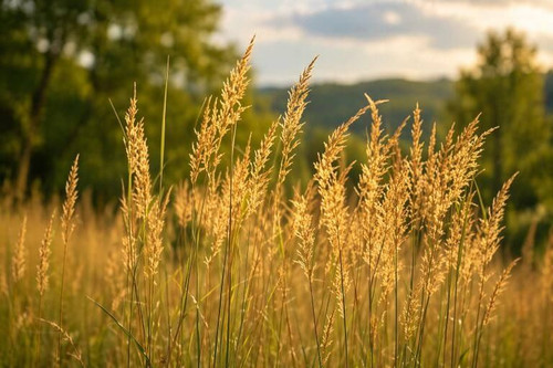 Yellow Prairie Grass Seeds