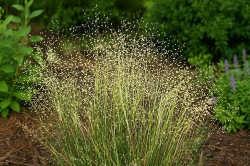 Indian Ricegrass