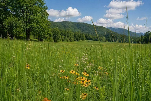 Tall Grass Seeds Mix