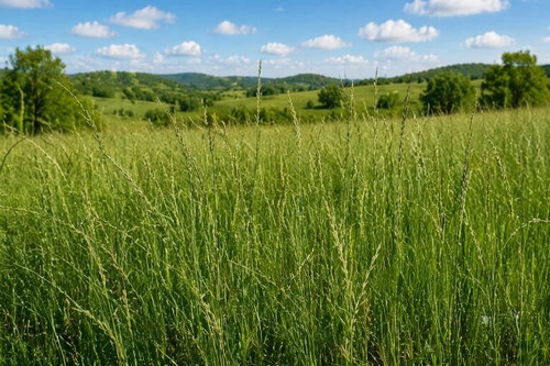 Slender Wheatgrass Seeds
