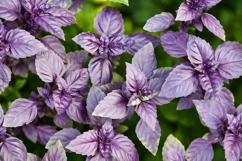 Purple Opal Basil Seeds