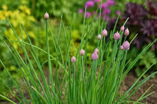 Chive Plant