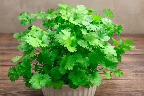 Slow Bolting Cilantro