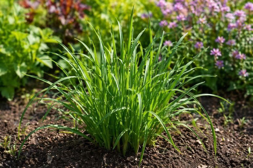 Garlic Chicve Plant