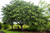 Ice Cream Bean Tree