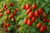 Roma Tomato Seeds