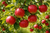 Common Apple Tree