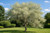 Russian Olive Tree