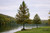 Common Bald Cypress Tree